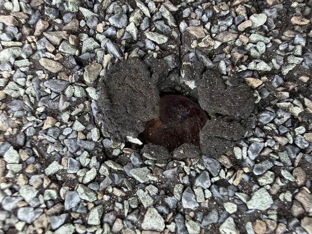 Rusted nail head broken up through the surface of a shingle