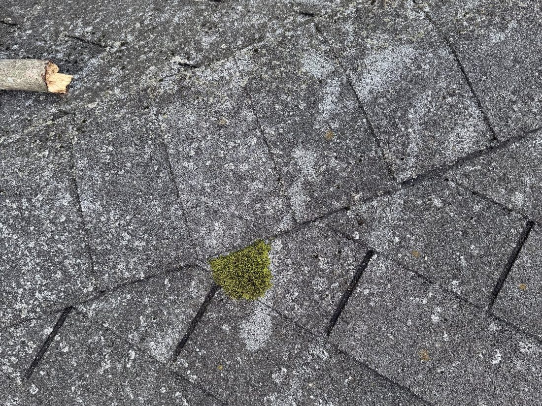 Aged 3-tab asphalt shingles with thin, patchy granule cover across the slope and a small clump of moss