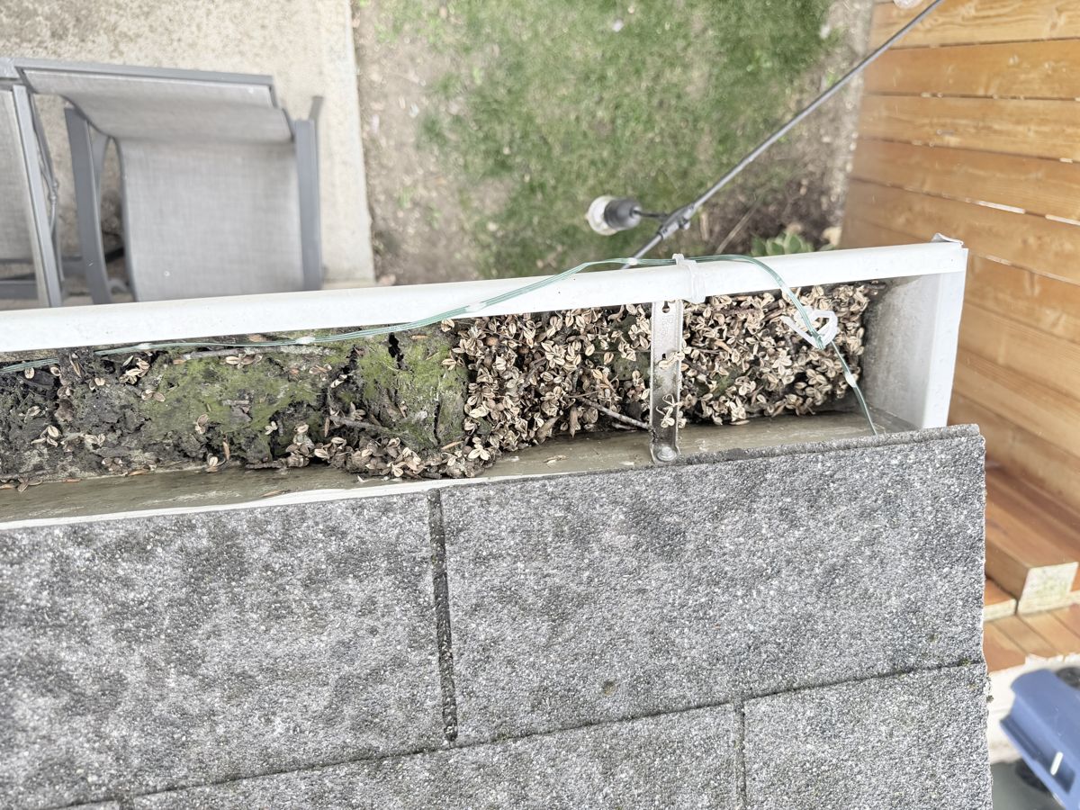 Moss and seedlings growing in packed debris inside a gutter